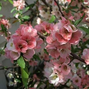 tristar plants - toyo noshiki flowering quince, 3 pack - established roots - quince bush - chaenomeles - live plant- bonsai - indoor plant - fruit