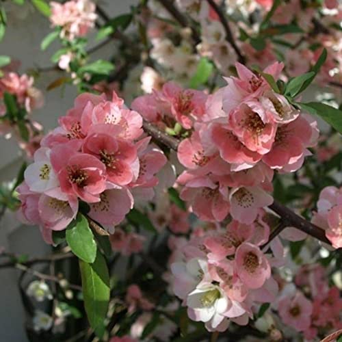 TriStar Plants - Toyo Noshiki Flowering Quince, 3 Pack - Established Roots - Quince Bush - chaenomeles - Live Plant- Bonsai - Indoor Plant - Fruit