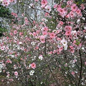 TriStar Plants - Toyo Noshiki Flowering Quince, 3 Pack - Established Roots - Quince Bush - chaenomeles - Live Plant- Bonsai - Indoor Plant - Fruit