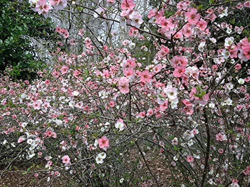 TriStar Plants - Toyo Noshiki Flowering Quince, 3 Pack - Established Roots - Quince Bush - chaenomeles - Live Plant- Bonsai - Indoor Plant - Fruit