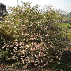 TriStar Plants - Toyo Noshiki Flowering Quince, 3 Pack - Established Roots - Quince Bush - chaenomeles - Live Plant- Bonsai - Indoor Plant - Fruit