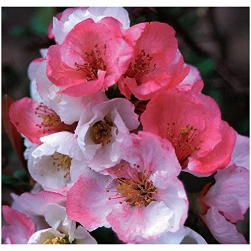 TriStar Plants - Toyo Noshiki Flowering Quince, 3 Pack - Established Roots - Quince Bush - chaenomeles - Live Plant- Bonsai - Indoor Plant - Fruit