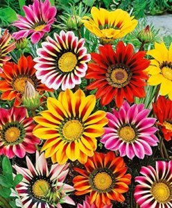 kira seeds - treasure flower mix- gazania - annual flowers for planting - gmo free