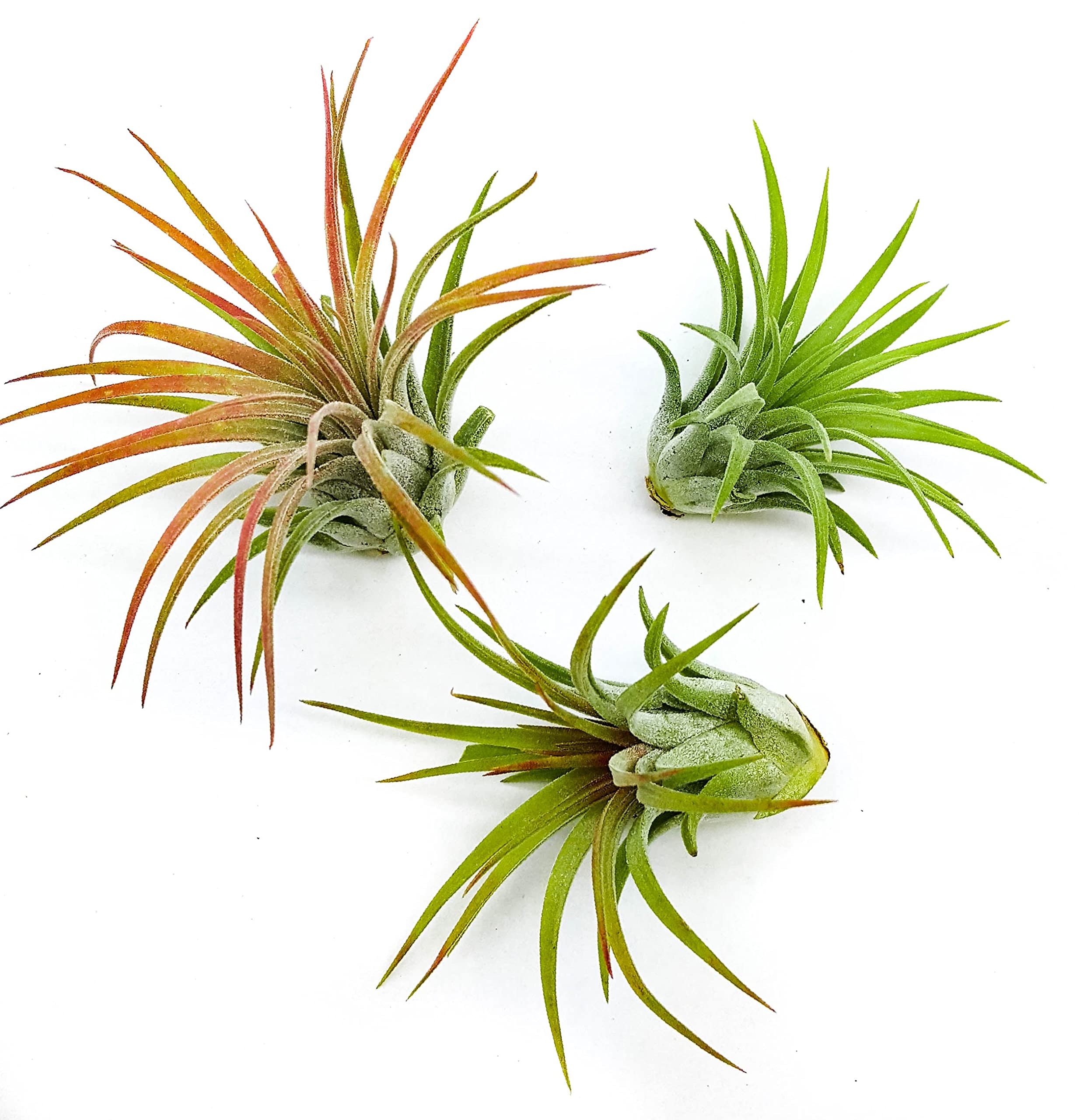 It Blooms Rainforest Grown 3 Pack Ionantha Air Plants Assorted Sizes - Live Tillandsia - 1 to 3 inches - 30 Day Guarantee