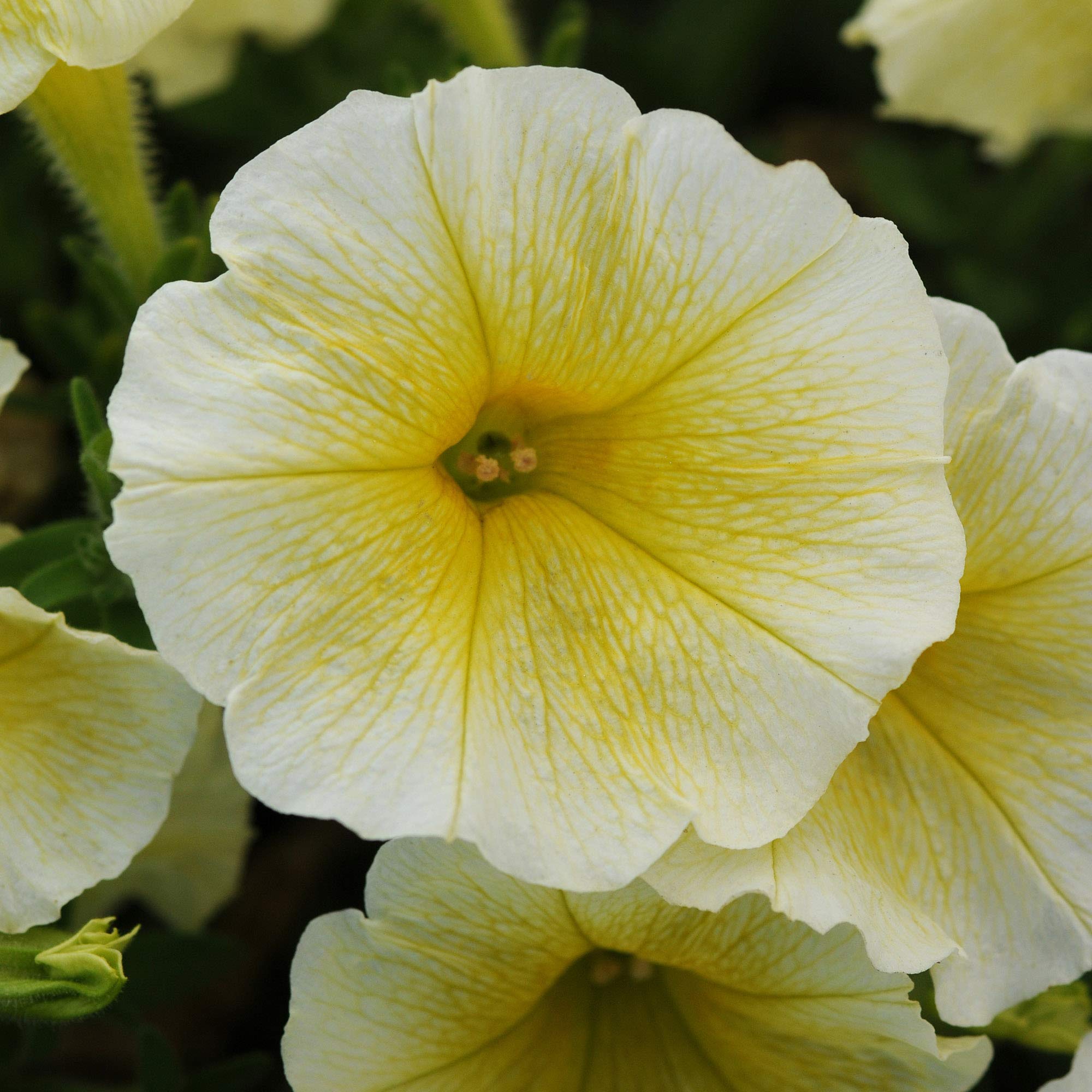 Outsidepride 15 Seeds Annual Easy Wave Spreading Petunia Yellow Garden Flower Seeds for Planting