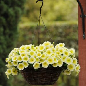 Outsidepride 15 Seeds Annual Easy Wave Spreading Petunia Yellow Garden Flower Seeds for Planting