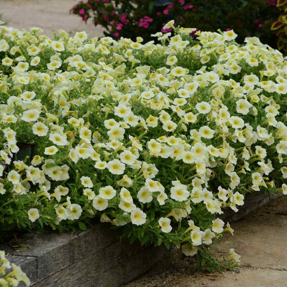 Outsidepride 15 Seeds Annual Easy Wave Spreading Petunia Yellow Garden Flower Seeds for Planting