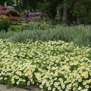 Outsidepride 15 Seeds Annual Easy Wave Spreading Petunia Yellow Garden Flower Seeds for Planting