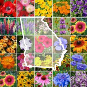 eden brothers georgia wildflower mixed seeds for planting, 1/4 lb, 120,000+ seeds with cornflower, cosmos, african daisy | attracts pollinators, plant in spring or fall, zones 3, 4, 5, 6, 7, 8, 9, 10