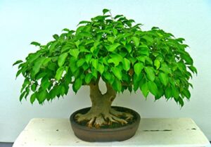 sweet plum bonsai tree seeds | 10 seeds to grow as bonsai | prunus americana - ships from iowa, usa