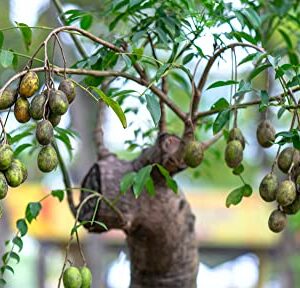 Sweet Plum Bonsai Tree Seeds | 10 Seeds to Grow as Bonsai | Prunus Americana - Ships from Iowa, USA