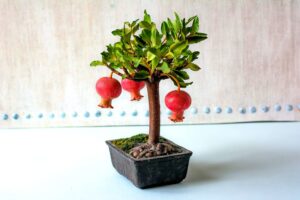 dwarf pomegranate bonsai seeds - 30 seeds to grow - highly prized edible fruit bonsai - made in usa, ships from iowa