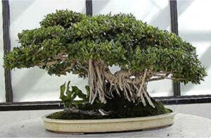 banyan bonsai tree seeds for planting - 30 seeds of ficus benghalensis