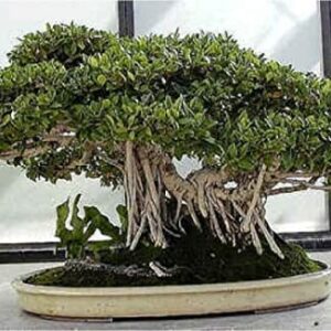 Banyan Bonsai Tree Seeds for Planting - 30 Seeds of Ficus benghalensis