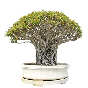 Banyan Bonsai Tree Seeds for Planting - 30 Seeds of Ficus benghalensis