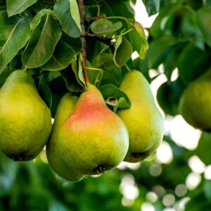 Pear Tree Seeds -20 Seeds - Grow Fresh Pears - Made in USA. Ships from Iowa