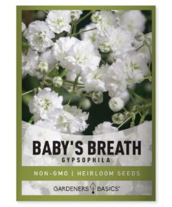 baby's breath seeds for planting gpsophila - beautiful annual cut flower for flower arrangements and beautiful in flower beds in summer gardens too by gardeners basics