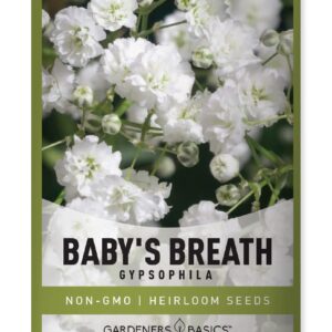 Baby's Breath Seeds for Planting Gpsophila - Beautiful Annual Cut Flower for Flower Arrangements and Beautiful in Flower Beds in Summer Gardens Too by Gardeners Basics