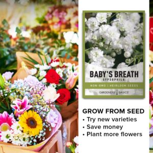 Baby's Breath Seeds for Planting Gpsophila - Beautiful Annual Cut Flower for Flower Arrangements and Beautiful in Flower Beds in Summer Gardens Too by Gardeners Basics