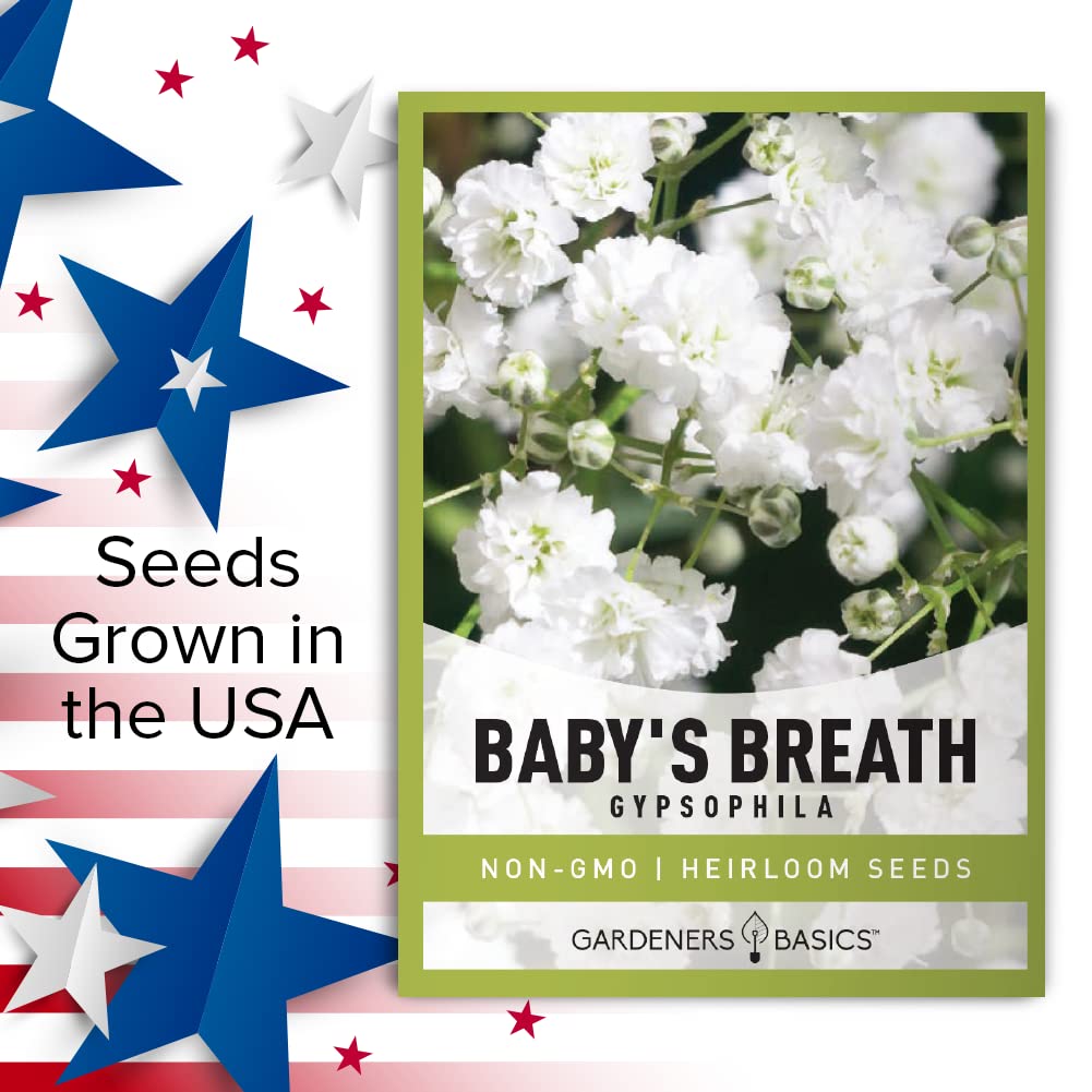 Baby's Breath Seeds for Planting Gpsophila - Beautiful Annual Cut Flower for Flower Arrangements and Beautiful in Flower Beds in Summer Gardens Too by Gardeners Basics