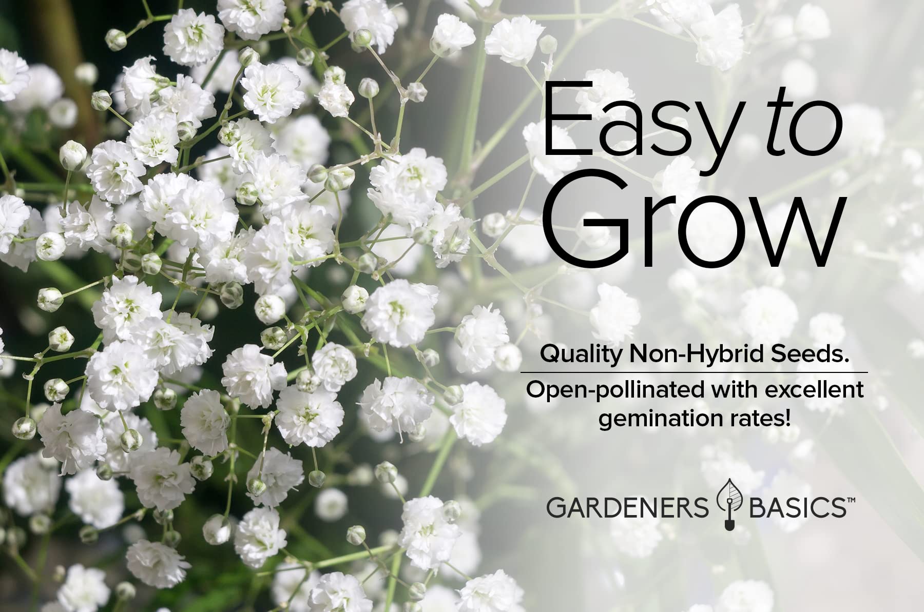 Baby's Breath Seeds for Planting Gpsophila - Beautiful Annual Cut Flower for Flower Arrangements and Beautiful in Flower Beds in Summer Gardens Too by Gardeners Basics