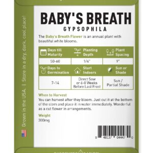 Baby's Breath Seeds for Planting Gpsophila - Beautiful Annual Cut Flower for Flower Arrangements and Beautiful in Flower Beds in Summer Gardens Too by Gardeners Basics