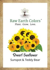 dwarf sunflower seeds for planting - to plant and grow teddy bear and sunspot in your flower garden.