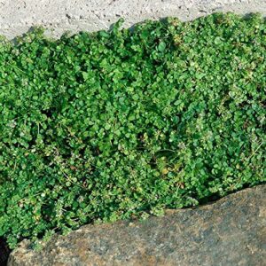 Outsidepride 50 Pellets Perennial Mentha Corsican Mini Mint Ground Cover Seeds for Planting