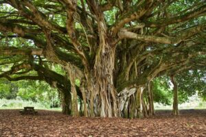 banyan tree seeds for planting - 40 seeds of ficus benghalensis - indian banian tree - ships from iowa, usa