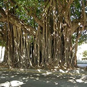 Banyan Tree Seeds for Planting - 40 Seeds of Ficus benghalensis - Indian Banian Tree - Ships from Iowa, USA
