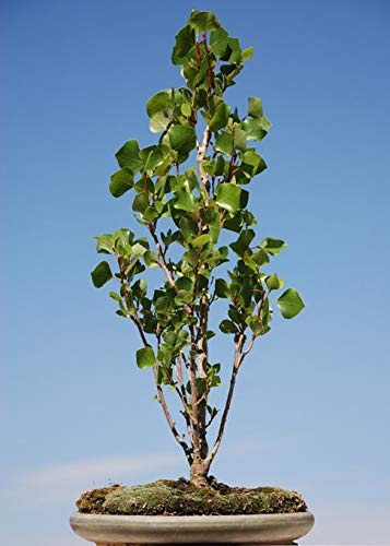 Grow Our Love Bonsai Tree Cutting - Easy to Grow Indoor/Outdoor Bonsai. Gift for Him or Her