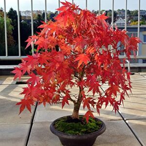 Japanese Red Maple Bonsai Tree Seeds | 30+ Seeds | Highly Prized for Bonsai, Japanese Maple Tree Seeds