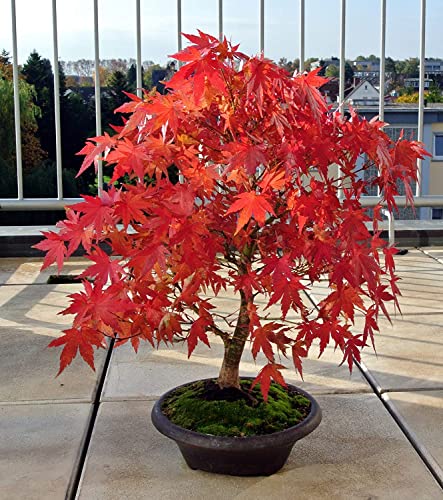 Japanese Red Maple Bonsai Tree Seeds | 30+ Seeds | Highly Prized for Bonsai, Japanese Maple Tree Seeds