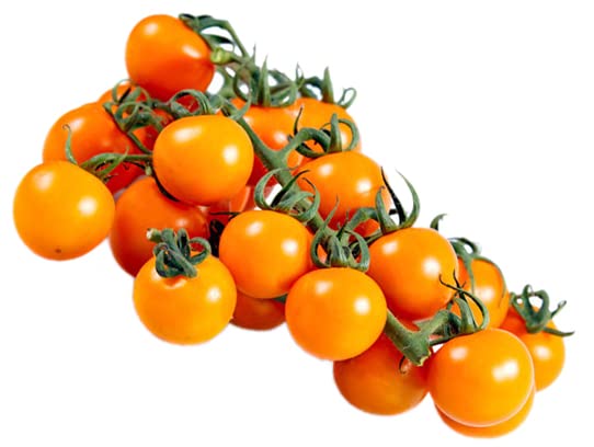 For 2024!Best Taste Cherry Tomato Seeds for Planting-Sun Gold.Non GMO Garden Seeds for Planting Vegetables Seeds at Home Vegetable Garden & Hydroponics Seed Pods:10ct Sungold Cherry Tomato Plant Seeds