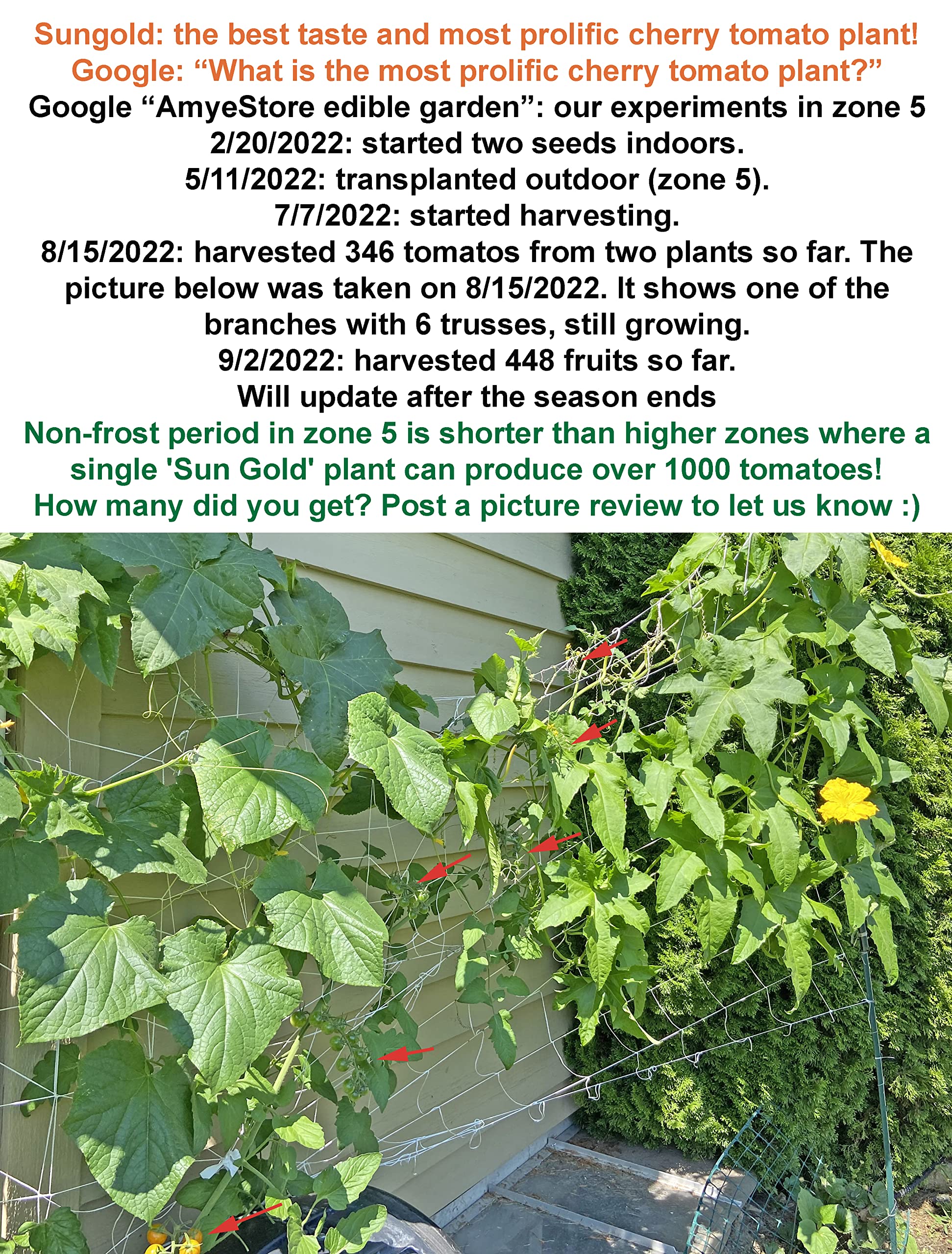 For 2024!Best Taste Cherry Tomato Seeds for Planting-Sun Gold.Non GMO Garden Seeds for Planting Vegetables Seeds at Home Vegetable Garden & Hydroponics Seed Pods:10ct Sungold Cherry Tomato Plant Seeds