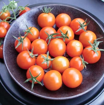 For 2024!Best Taste Cherry Tomato Seeds for Planting-Sun Gold.Non GMO Garden Seeds for Planting Vegetables Seeds at Home Vegetable Garden & Hydroponics Seed Pods:10ct Sungold Cherry Tomato Plant Seeds