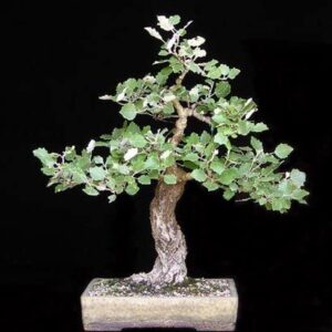 4 White Poplar Bonsai Tree Forest Cuttings to Grow - Easy to Grow Indoor or Outdoor Bonsai Plants - Made in USA