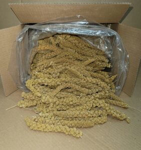 penn seed spray millet heads (no stems only edible tops) 5 lbs.
