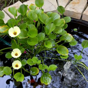 Golden Water Poppies (Hydrocleys Nymphoides) - Easy Live Pond Plants