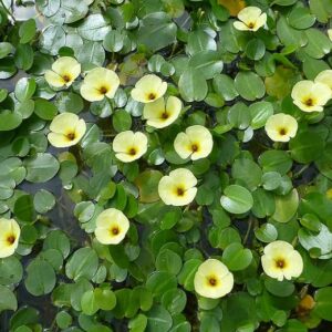 Golden Water Poppies (Hydrocleys Nymphoides) - Easy Live Pond Plants