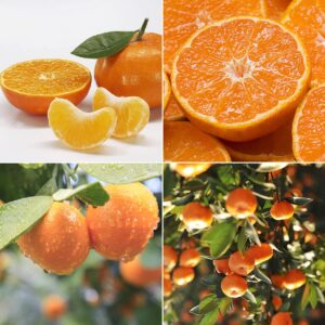 louisecon seedless citrus orange tree seeds delicious navel oranges 1-2 ft indoor/outdoor fruit tree tasty and 30 seedless