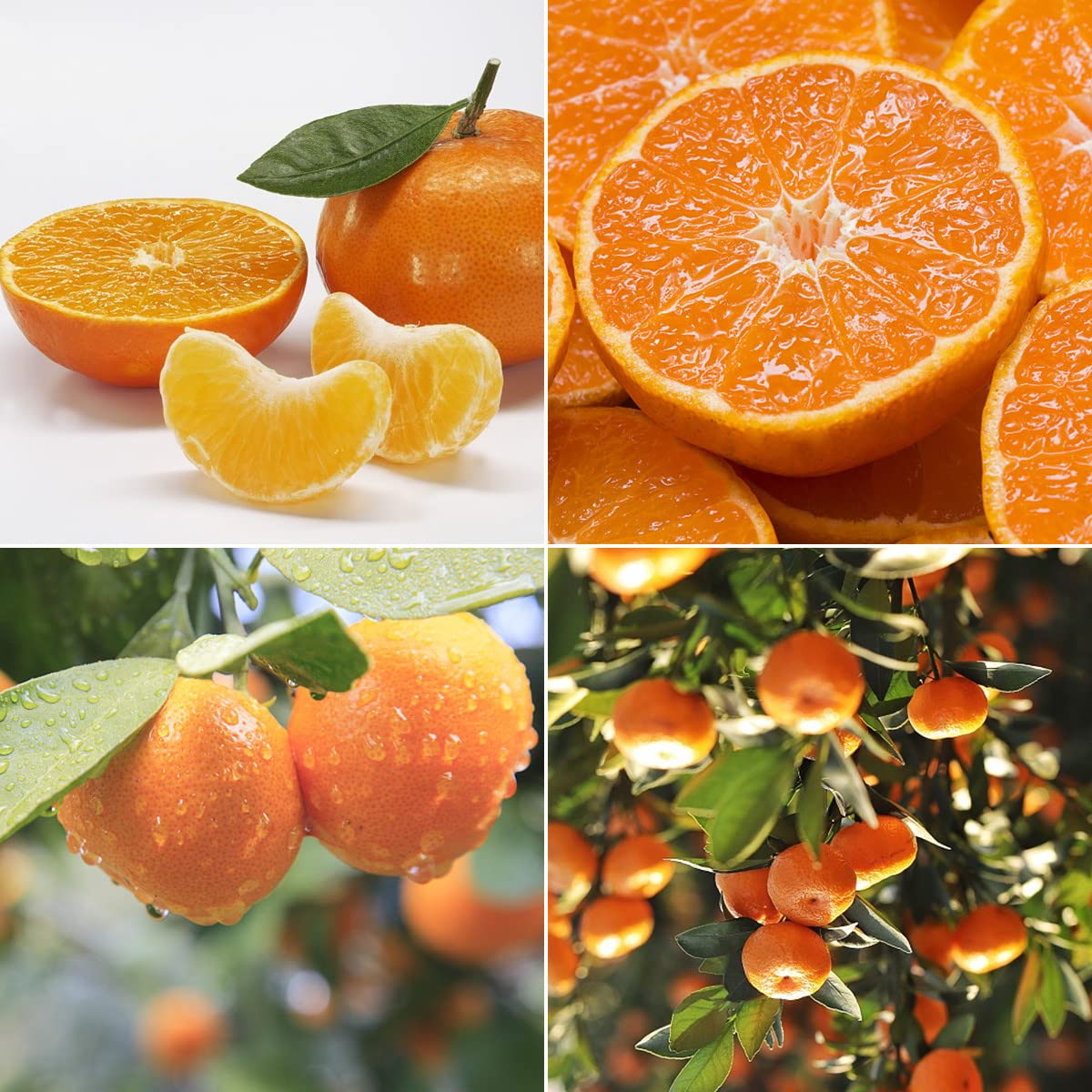 LOUISECON Seedless Citrus Orange Tree Seeds Delicious Navel Oranges 1-2 ft Indoor/Outdoor Fruit Tree Tasty and 30 Seedless