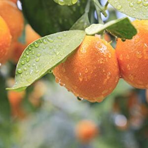 LOUISECON Seedless Citrus Orange Tree Seeds Delicious Navel Oranges 1-2 ft Indoor/Outdoor Fruit Tree Tasty and 30 Seedless