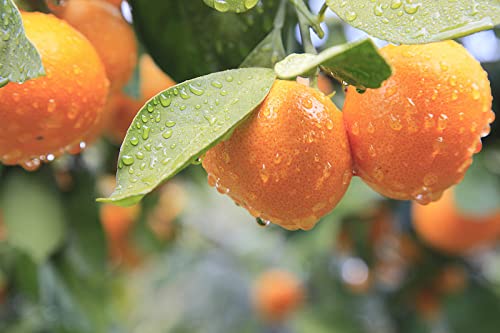 LOUISECON Seedless Citrus Orange Tree Seeds Delicious Navel Oranges 1-2 ft Indoor/Outdoor Fruit Tree Tasty and 30 Seedless