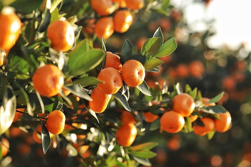 LOUISECON Seedless Citrus Orange Tree Seeds Delicious Navel Oranges 1-2 ft Indoor/Outdoor Fruit Tree Tasty and 30 Seedless