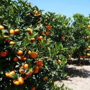 LOUISECON Seedless Citrus Orange Tree Seeds Delicious Navel Oranges 1-2 ft Indoor/Outdoor Fruit Tree Tasty and 30 Seedless