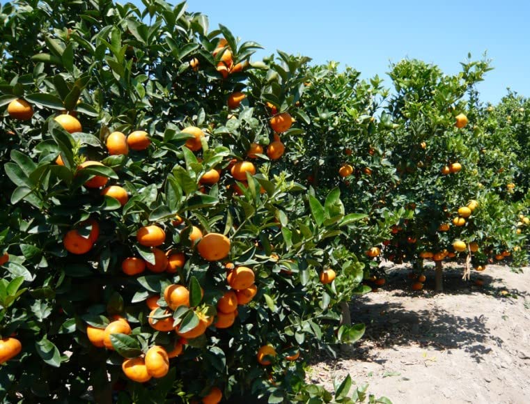 LOUISECON Seedless Citrus Orange Tree Seeds Delicious Navel Oranges 1-2 ft Indoor/Outdoor Fruit Tree Tasty and 30 Seedless