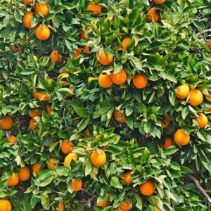 LOUISECON Seedless Citrus Orange Tree Seeds Delicious Navel Oranges 1-2 ft Indoor/Outdoor Fruit Tree Tasty and 30 Seedless