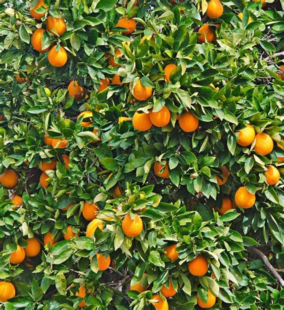 LOUISECON Seedless Citrus Orange Tree Seeds Delicious Navel Oranges 1-2 ft Indoor/Outdoor Fruit Tree Tasty and 30 Seedless