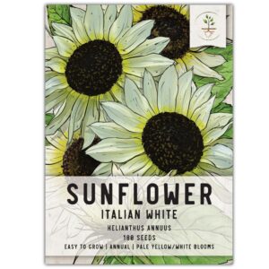 seed needs, italian white sunflower seeds - 180 heirloom seeds for planting helianthus debilis - light yellow blooms to plant an outdoor butterfly garden, great for cut flowers (1 pack)